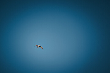 Aves voando céu azul gaivotas