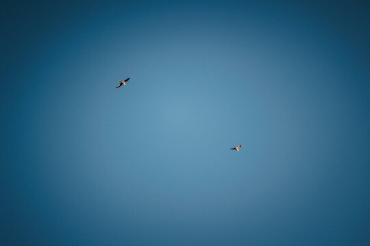 Aves voando c&eacute;u azul gaivotas