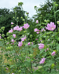 Malva thuringiaca (Lavatera thuringiaca) blooms in the wild