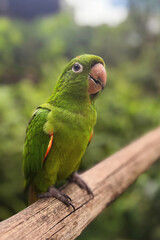 Papagaio verde