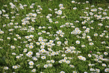 Blumenwiese