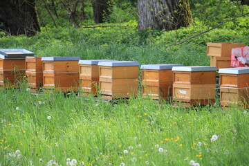 Bienenstöcke in der Natur