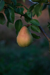 Close-up of fruits growing on a tree. close-up of raindrops on a pear tree in the garden