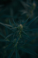 cannabis growth on a dark background. flowering cannabis. close up of cannabis