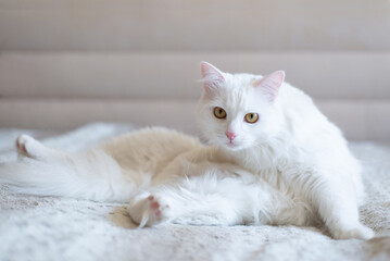Domestic cat sits on the sofa in a funny pose. Emotion in an animal.