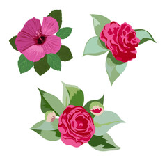 Camellia japonica, Hibiscus. Vector floral set, of three hand-drawn flowers close-up on a white background.