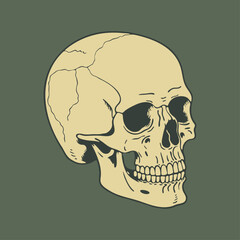 Simple vector illustration of a human skull against a solid green background.