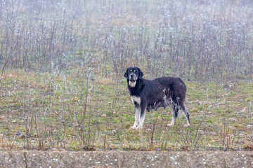 Female Spanish Mastiff dog, black and white, in profile and looking front, in the field in winter.