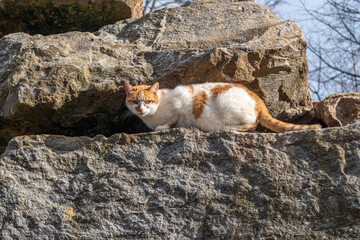 Stray cat with white and orange fur among the rocks.