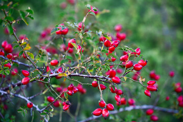 Rosehip in autumn red beautiful autumn sunny day for a walk in the mountains