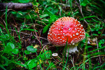 Forest mushrooms poisonous fly agaric summer day botany walk through the forest red mushroom.