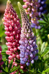 detailed close-up of mixed Lupin Lupinus flowers