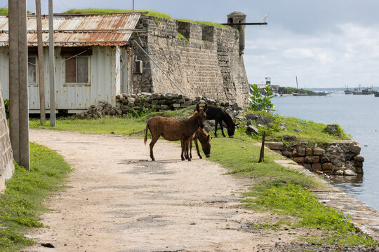 Donkeys in front of the mannar fort in Sri Lanka