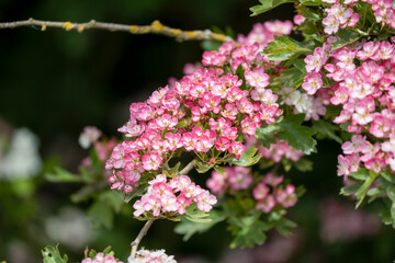 close-up of early summer beautiful detailed pink and white Hawthorn flowers (Crataegus monogyna)