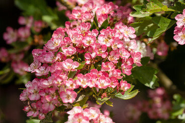 close-up of early summer beautiful detailed pink and white Hawthorn flowers (Crataegus monogyna)