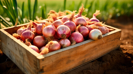 close up of a tray full of delicious freshly picked farm fresh onions, organic product. view from above. AI generate - 699211527