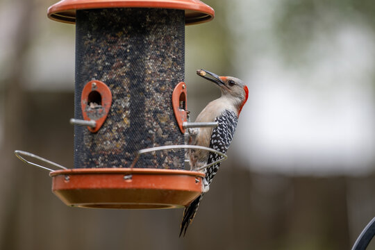Red-Bellied Woodpecker. Common backyard woodpecker in Central Florida. Eating peanut at a bird feeder.