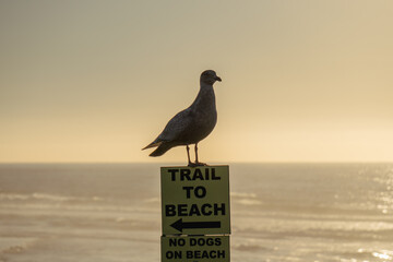 Seagull perched on beach sign in front of the sea