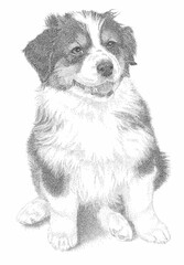 Australian Shepherd Puppy Pen & Ink