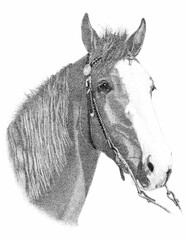 Tennessee Walking Horse Pen & Ink Portrait © Indigo Art & Design