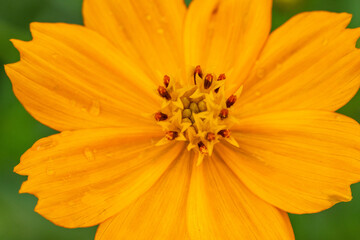 Cosmos sulphureus is also known as sulfur cosmos and yellow cosmos growing in the wild in Sri Lanka