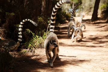 ring-tailed gray lemur in natural environment Madagascar.Close-up, cute primate