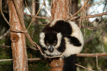 black and white ruffed lemur in its natural habitat, Madagascar