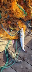 Pufferfish Caught in the Aegean Sea