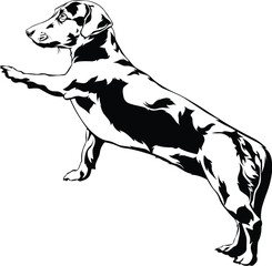 Cartoon Black and White Isolated Illustration Vector Of A Pet Dachshund Puppy Dog Holding 1 Paw Up