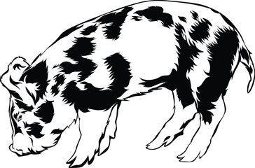 Cartoon Black and White Isolated Illustration Vector Of A Farm Pig Piglet Standing Up