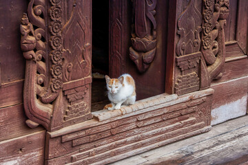 a small white and brown cat sits on the threshold of an old door to a buddhist temple
