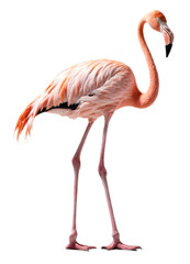 pink flamingo on transparent background