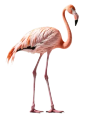 Fotobehang pink flamingo on transparent background © prasanth