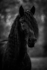 czarno biały portret karego konia z długą grzywą