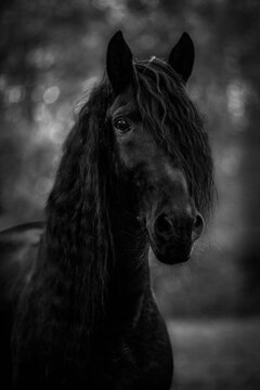 czarno biały portret karego konia z długą grzywą