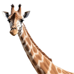 portrait of a giraffe in transparent background PNG © prasanth
