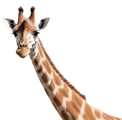 Raamstickers portrait of a giraffe in transparent background PNG © prasanth