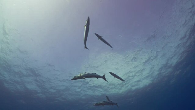 Shoal of Barracuda in the Blue, filmed underwater in the pass of Tiputa in the Atoll of Rangiroa, in the French Polynesia in the middle of the South Pacific