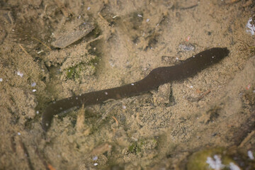 Medicinal leech living in shallow water in nature of lake