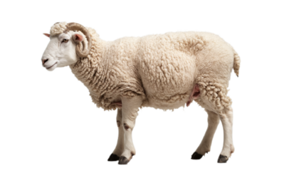 sheep isolated on transparent background