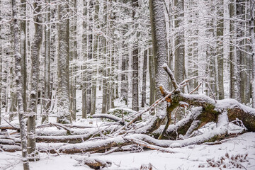 Fototapeta premium Winterwald