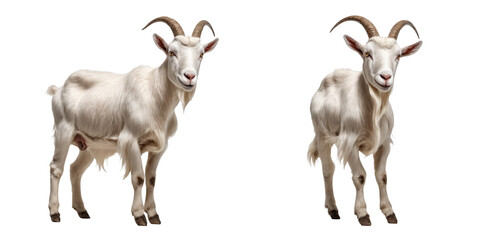 Majestic Goat in transparent background PNG