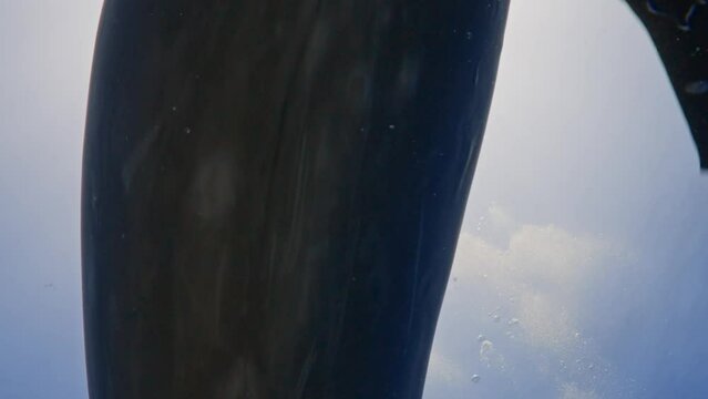 Dolphins in close up view, filmed underwater in the pass of Tiputa in the atoll of Rangiroa in the French Polynesia in the middle of the South Pacific