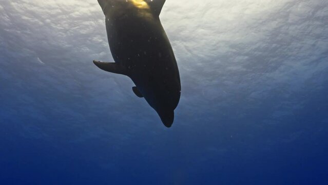 Dolphins in close up view, filmed underwater in the pass of Tiputa in the atoll of Rangiroa in the French Polynesia in the middle of the South Pacific