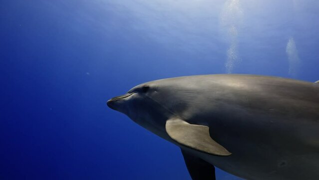 Dolphins in close up view, filmed underwater in the pass of Tiputa in the atoll of Rangiroa in the French Polynesia in the middle of the South Pacific