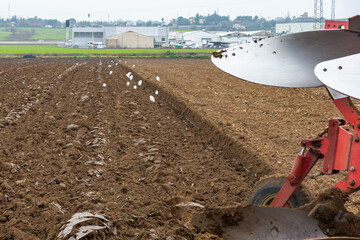 Ecosystem in Action: Birds in Search of Uncovered Food, After the Cultivated Field is Plowed....