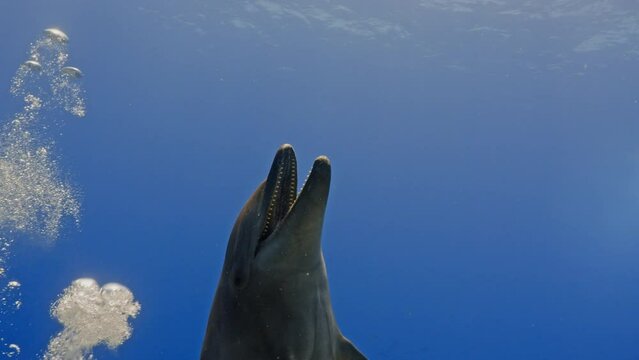 Dolphins in close up view, filmed underwater in the pass of Tiputa in the atoll of Rangiroa in the French Polynesia in the middle of the South Pacific