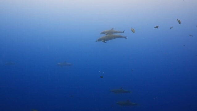 Dolphins in close up view, filmed underwater in the pass of Tiputa in the atoll of Rangiroa in the French Polynesia in the middle of the South Pacific