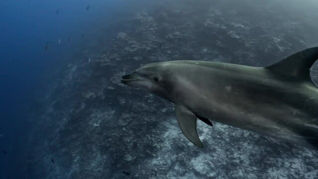 Dolphins in close up view, filmed underwater in the pass of Tiputa in the atoll of Rangiroa in the French Polynesia in the middle of the South Pacific