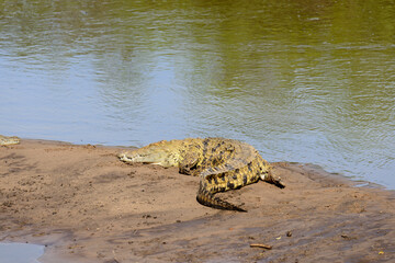 Nile Crocodile (Crocodylus niloticus or "Mamba" in Swaheli) in the Serengeti National park Tanzania
